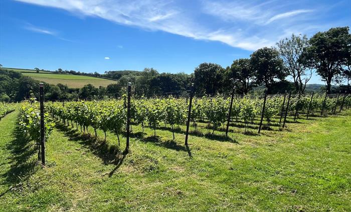 The vines in early summer